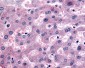 DPP9 Antibody (Internal)